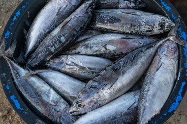 balıkçılar tarafından yakalanan bazı taze balıklar havzanın içine yerleştirilir