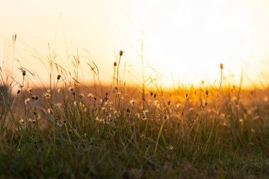 Ön planda yabani otlar ve çiçeklerle altın gün doğumu. Metin için alan