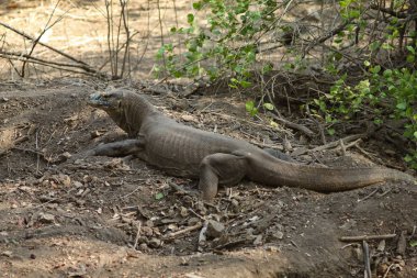 Komodo ejderha (Varanus komodoensis) dünyanın en büyük kertenkeleleridir. Bu türün en büyük canlıları Endonezya'nın Flores kentindeki Komodo ve Rinca adasında bulunur.