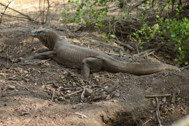 Komodo ejderha (Varanus komodoensis) dünyanın en büyük kertenkeleleridir. Bu türün en büyük canlıları Endonezya'nın Flores kentindeki Komodo ve Rinca adasında bulunur.