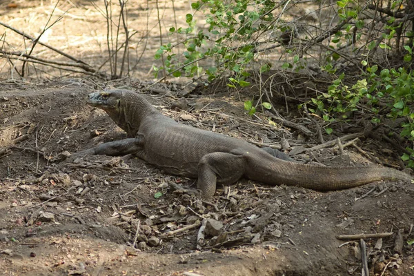 Komodo ejderha (Varanus komodoensis) dünyanın en büyük kertenkeleleridir. Bu türün en büyük canlıları Endonezya'nın Flores kentindeki Komodo ve Rinca adasında bulunur. — Stok fotoğraf