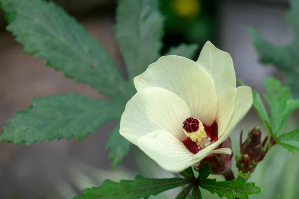 Beautiful Okra Flowers Bloom Warm Spring — Stock Photo, Image