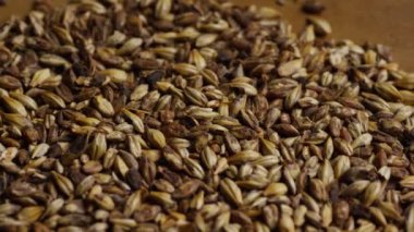 Arpa ve diğer bira pişirme maddeleri dönen çekim