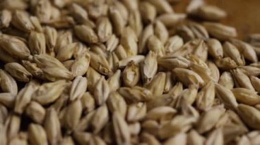 Arpa ve diğer bira pişirme maddeleri dönen çekim