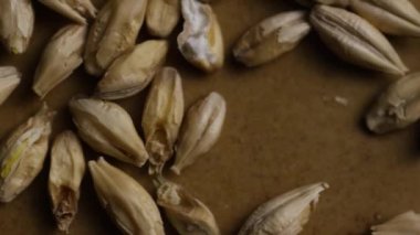 Arpa ve diğer bira pişirme maddeleri dönen çekim