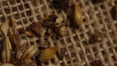 Arpa ve diğer bira pişirme maddeleri dönen çekim