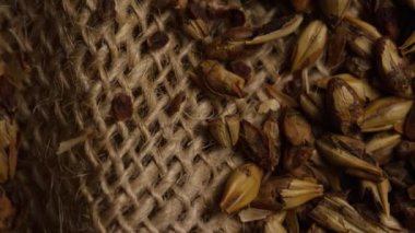 Arpa ve diğer bira pişirme maddeleri dönen çekim