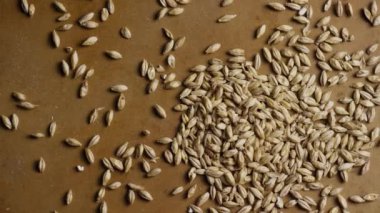 Arpa ve diğer bira pişirme maddeleri dönen çekim