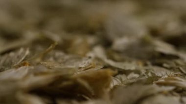 Arpa ve diğer bira pişirme maddeleri dönen çekim