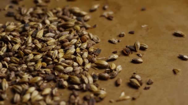 Rotating shot of barley and other beer brewing ingredients — Stock Video