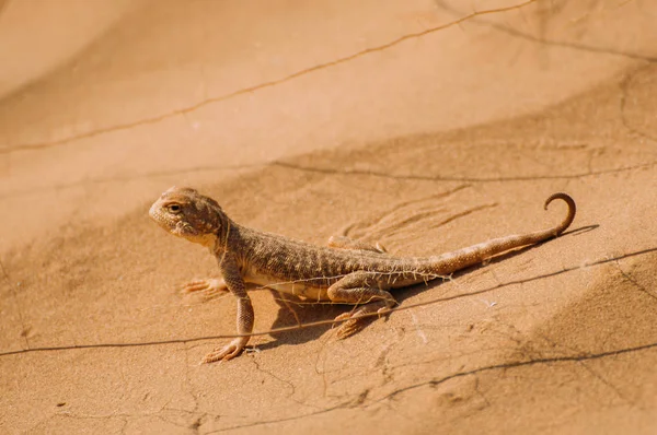 Lézard Dans Désert Sur Sable Jaune Reptile Dans Désert — Photo