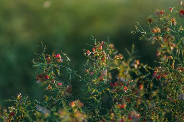 Çöl içinde bitki Camel diken çiçek