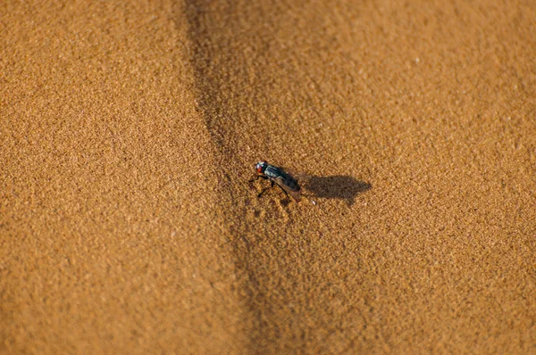 insect fly sitting on sand