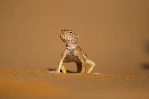 Ödla Öknen Den Gula Sanden Reptil Öknen — Stockfoto