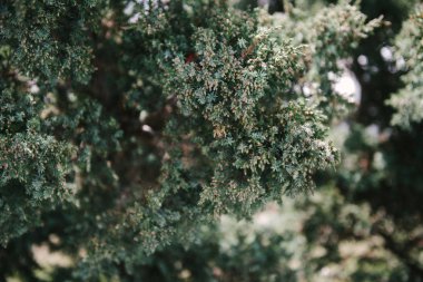 Açık gündüz yeşil yaprakları ile ağaçlar ile peyzaj