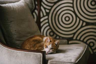 Kırmızı kedi evde kanepede yatıyor