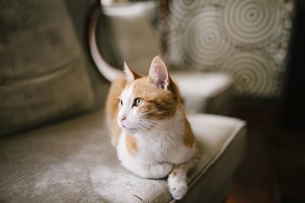 Gatto rosso sdraiato sul divano in casa — Foto Stock