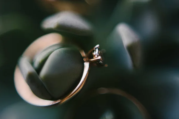 Γαμήλια δαχτυλίδια κοντινό πλάνο της μακροεντολής. Δαχτυλίδια της νύφης και του γαμπρού — Φωτογραφία Αρχείου