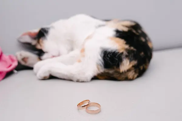 結婚指輪は眠っている猫の上に横たわっている — ストック写真