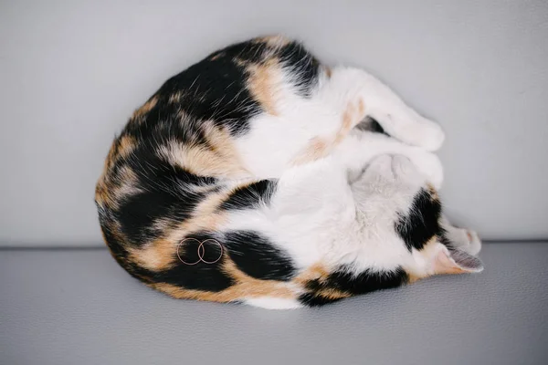 Anillos de boda se encuentran en un gato dormido — Foto de Stock