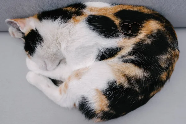 結婚指輪は眠っている猫の上に横たわっている — ストック写真