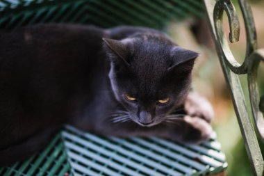 Kısa saçlı siyah kedi yakın oturuyor