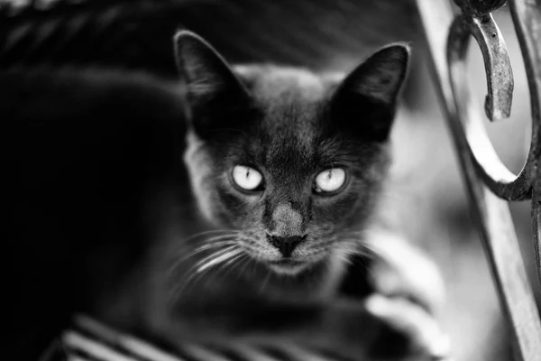 Gato negro con pelo corto sentado de cerca —  Fotos de Stock