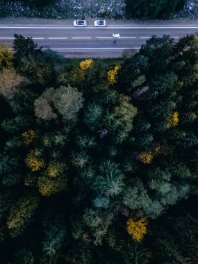 Yeşil ladin ve ağaçlar üst görünümü ile Orman