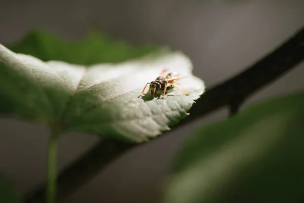 Insecto sentado en una hoja verde de cerca — Foto de Stock