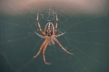 Örümcek internette. Alanında gündoğumu karşı bir örümcek web kapalı FOGS