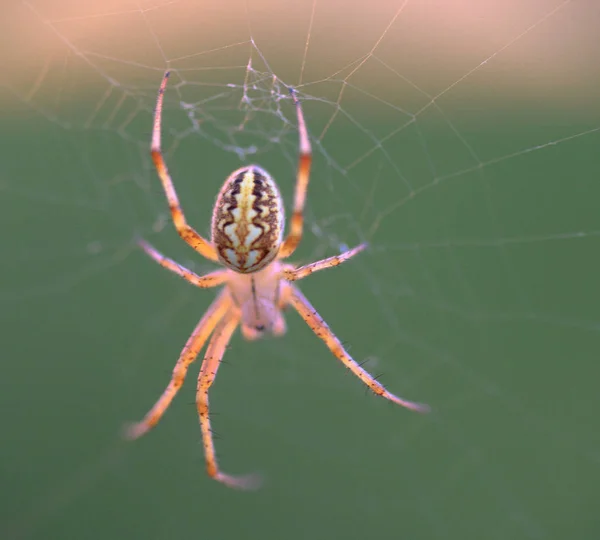 Araña en la web.Web de una araña contra el amanecer en el campo cubierto de nieblas — Foto de Stock