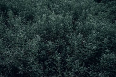 Yeşil taze bitkiler arka plan için çimenleri kapatın.