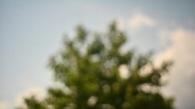 Vahşi çimen alanı rüzgara karşı rüzgârdan gökyüzü. Rüzgar sways Grass yaz aylarında.