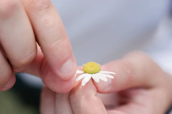 loves me loves me not guessing game by tearing off a daisy petal. a daisy held in Caucasian mans hands