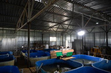 Sturgeon yetiştirmek için balık çiftliği. Mersin balığı beslemek ve yetiştirmek için havuz.