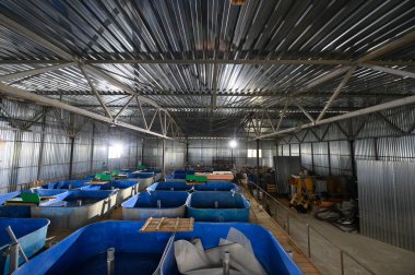 Sturgeon yetiştirmek için balık çiftliği. Mersin balığı beslemek ve yetiştirmek için havuz.