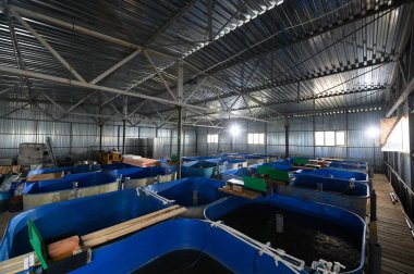 Sturgeon yetiştirmek için balık çiftliği. Mersin balığı beslemek ve yetiştirmek için havuz.