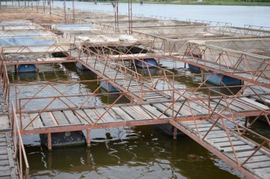 Sturgeon yetiştirmek için balık çiftliği. Endüstriyel balık yetiştirmek için açık hava çiftliği. Balık yetiştirme kavramı.