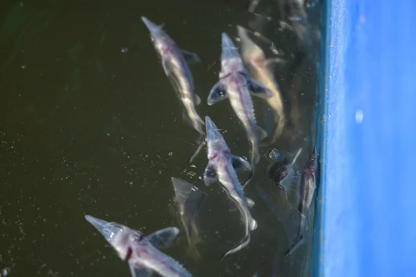 Sturgeon Frity Fish Gård För Avel Stör Fisk Uppfödning Koncept — Stockfoto