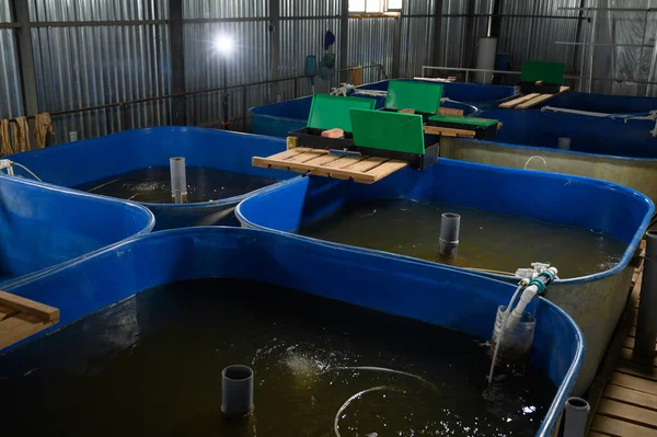 Sturgeon yetiştirmek için balık çiftliği. Mersin balığı beslemek ve yetiştirmek için havuz.