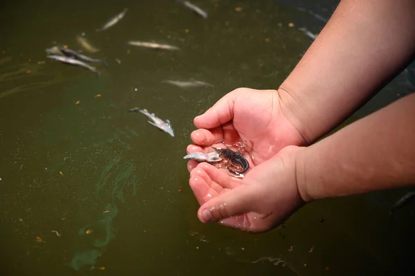 Granja Peces Para Cría Esturión Concepto Cría Peces — Foto de Stock