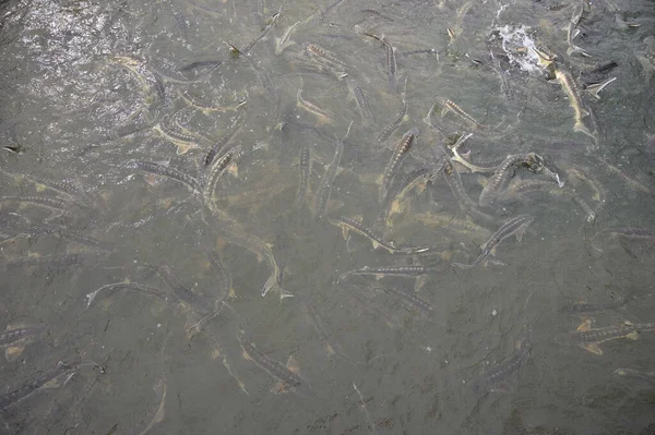 Group of sturgeon fish in the farm.Fish farm for breeding sturgeon. Outdoors farm for industrial breeding sturgeon fish.Fish breeding concept