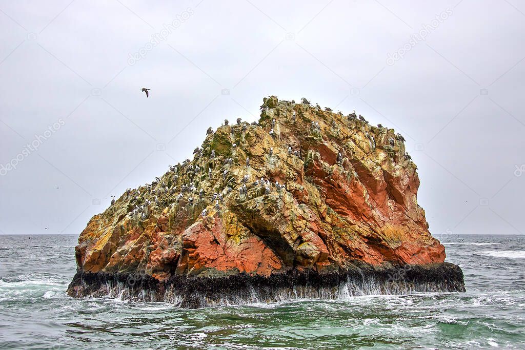 Island full of birds and marine fauna on the cliff
