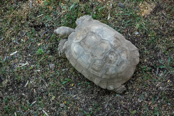 African spurred tortoise , turtle, tortoise, tortoiseshell, testudo, testudinate, turtle-shell.