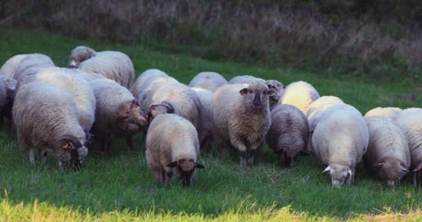 Nahaufnahme Einer Schafherde Die Einem Sonnigen Tag Auf Der Weide — Stockvideo