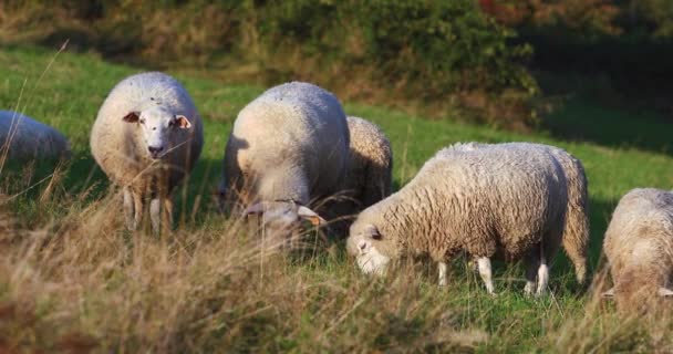 特写羊群在牧场的牧场上放牧 在阳光明媚的日子里吃绿草草草 慢动作 — 图库视频影像