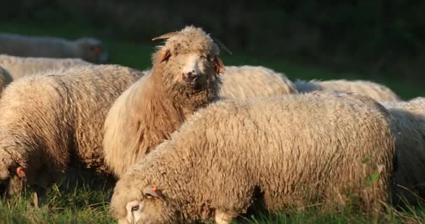 Nahaufnahme Einer Schafherde Die Einem Sonnigen Tag Auf Der Weide — Stockvideo