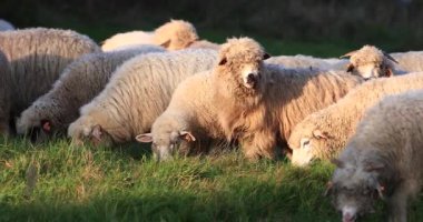 Güneşli bir gün, yavaş hareket yeşil çim çayırları yeme Ranchi alanında at otlama koyun sürüsü yakın