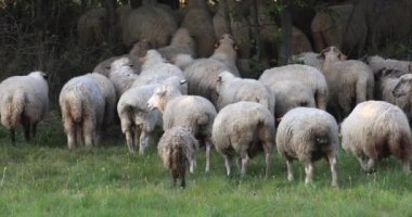 Güneşli bir gün, yavaş hareket yeşil çim çayırları yeme Ranchi alanında at otlama koyun sürüsü yakın