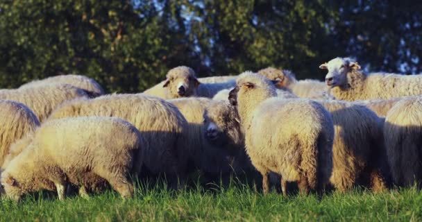 Gros Plan Troupeau Moutons Broutant Dans Champ Sur Ranchi Mangeant — Video